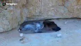 Ave De Presa Ataca Y Mama Gallina Defiende Sus Pollos