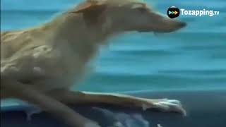Tozapping.tv Amor Entre Animales De Diferentes Especies
