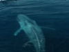 ballena-azul