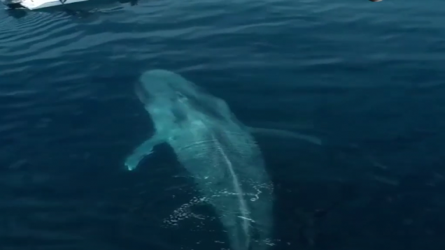 ballena-azul