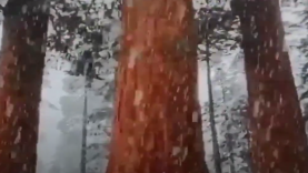 nieve-parque-sequoia