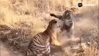 ¿Cómo pelea el tigre