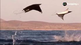 Tozapping.tv Mantas Raya Saltando Fuera Del Aguamq2