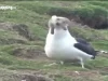 Una gaviota Isla Galesa