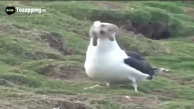 Una gaviota Isla Galesa