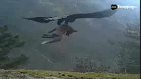 Águila real (Aquila chrysaetos)