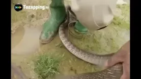 Maestro de nivel de pesca