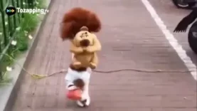 Tozapping.tv El perrito que va a la escuela por primera vez