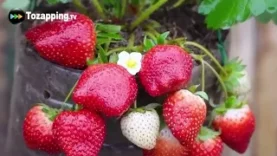 Tozapping.tv Cómo se multiplican las fresas
