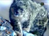 Tozapping.tv El Leopardo de las Nieves un Maestro de la Caza en los Paisajes Nevados