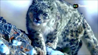 Tozapping.tv El Leopardo de las Nieves un Maestro de la Caza en los Paisajes Nevados