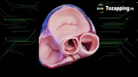 Tozapping.tv La anatomía del corazón humano 3D médicamente preciso