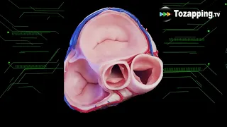 Tozapping.tv La anatomía del corazón humano 3D médicamente preciso