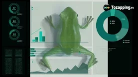 Tozapping.tv Metamorfosis en anfibios