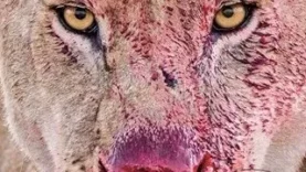 Tozapping.tv Animales Salvajes Caza y Lucha en la Naturaleza