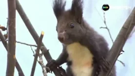 Tozapping.tv Caza Brutal y Peleas Salvajes