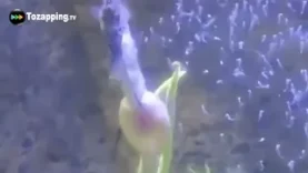 El Macho que Da a Luz! El Increíble Secreto del Caballito de Mar