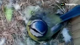 Tozapping.tv 57 Días de Vida Así Nacen los Polluelos en Cajas Nido Documental en Tiempo Real